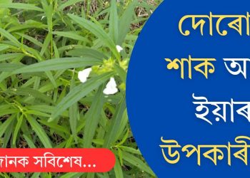 দোৰোণ শাক আৰু ইয়াৰ উপকাৰীতা