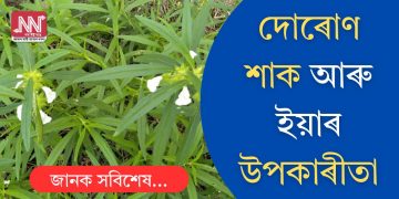 দোৰোণ শাক আৰু ইয়াৰ উপকাৰীতা