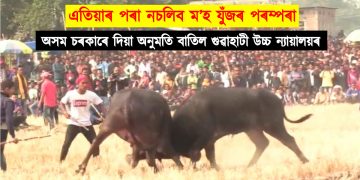 এতিয়াৰ পৰা নচলিব ম’হ যুঁজৰ পৰম্পৰা : অসম চৰকাৰে দিয়া অনুমতি বাতিল গুৱাহাটী উচ্চ ন্যায়ালয়ৰ