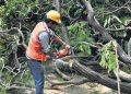 বৰ্তমানলৈ হাছদেৱ অৰণ্যত কটা হ’ল ৯৪,৪৬০জোপা গছঃ খননৰ বাবে আৰু ২.৭৩ লাখ গছ কটাৰ পৰিকল্পনা চৰকাৰৰ