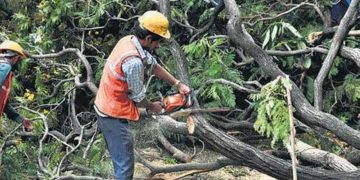 বৰ্তমানলৈ হাছদেৱ অৰণ্যত কটা হ’ল ৯৪,৪৬০জোপা গছঃ খননৰ বাবে আৰু ২.৭৩ লাখ গছ কটাৰ পৰিকল্পনা চৰকাৰৰ
