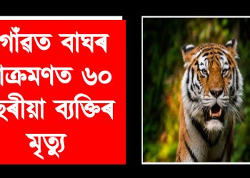 নগাঁৱত বাঘৰ আক্ৰমণত ৬০ বছৰীয়া ব্যক্তিৰ মৃত্যু