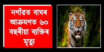 নগাঁৱত বাঘৰ আক্ৰমণত ৬০ বছৰীয়া ব্যক্তিৰ মৃত্যু