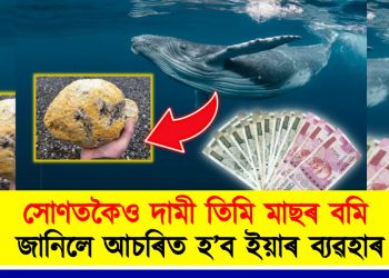 সোণতকৈও দামী তিমি মাছৰ বমি : জানিলে আচৰিত হ’ব ইয়াৰ ব্যৱহাৰ