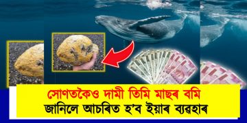 সোণতকৈও দামী তিমি মাছৰ বমি : জানিলে আচৰিত হ’ব ইয়াৰ ব্যৱহাৰ