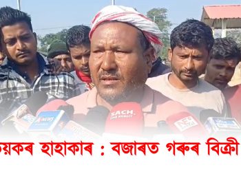 খেতিয়কৰ হাহাকাৰ : বজাৰত গৰুৰ বিক্ৰী নাই