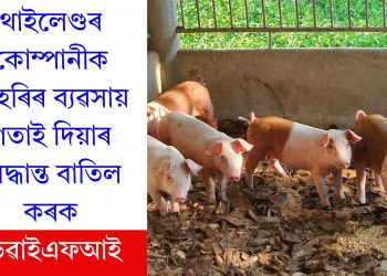 থাইলেণ্ডৰ কোম্পানীক গাহৰিৰ ব্যৱসায় গতাই দিয়াৰ সিদ্ধান্ত বাতিল কৰকঃ ডিৱাইএফআই