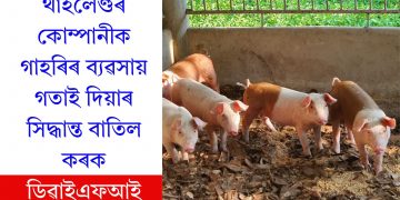 থাইলেণ্ডৰ কোম্পানীক গাহৰিৰ ব্যৱসায় গতাই দিয়াৰ সিদ্ধান্ত বাতিল কৰকঃ ডিৱাইএফআই