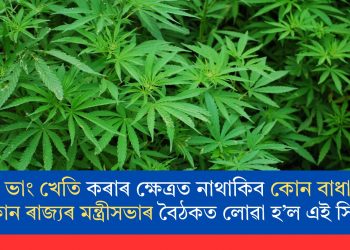 ভাং খেতি কৰাৰ ক্ষেত্ৰত নাথাকিব কোন বাধা! কোন ৰাজ্যৰ মন্ত্ৰীসভাৰ বৈঠকত লোৱা হ’ল এই সিদ্ধান্ত
