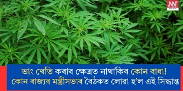 ভাং খেতি কৰাৰ ক্ষেত্ৰত নাথাকিব কোন বাধা! কোন ৰাজ্যৰ মন্ত্ৰীসভাৰ বৈঠকত লোৱা হ’ল এই সিদ্ধান্ত