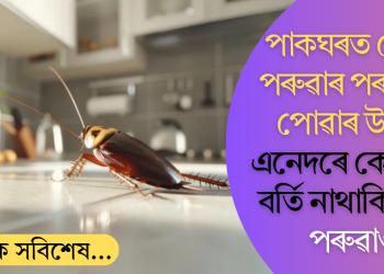 পাকঘৰত পোক-পৰুৱাৰ পৰা মুক্তি পোৱাৰ উপায়! এনেদৰে কেতিয়াও বৰ্তি নাথাকিব এটা পৰুৱাও