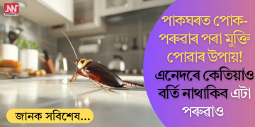 পাকঘৰত পোক-পৰুৱাৰ পৰা মুক্তি পোৱাৰ উপায়! এনেদৰে কেতিয়াও বৰ্তি নাথাকিব এটা পৰুৱাও