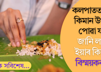 কলপাতত খালে কিমান উপকাৰ পোৱা যায়? জানি লওক ইয়াৰ কিছুমান বিস্ময়কৰ গুণ
