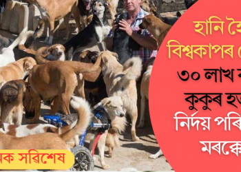 বিশ্বকাপৰ গ্লেমাৰ হানি হৈছে! ৩০ লাখ ৰাস্তাৰ কুকুৰ হত্যাৰ নিৰ্দয় পৰিকল্পনা মৰক্কোৰ