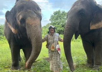 মুখ্যমন্ত্ৰীৰ কাৰ্যালয়ৰ অস্বীকাৰৰ পাছতো আম্বানীৰ চিৰিয়াখানালৈ নিয়া হ’ল অসমৰ দুটা হাতী
