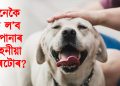 কেনেকৈ যত্ন ল’ব আপোনাৰ পোহনীয়া কুকুৰটোৰ? লওক বহুতো নজনা কথা