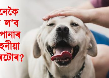 কেনেকৈ যত্ন ল’ব আপোনাৰ পোহনীয়া কুকুৰটোৰ? লওক বহুতো নজনা কথা