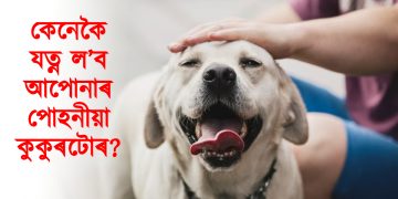 কেনেকৈ যত্ন ল’ব আপোনাৰ পোহনীয়া কুকুৰটোৰ? লওক বহুতো নজনা কথা