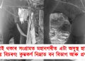 জীয়াই থকাৰ সংগ্ৰামত মহানগৰীত এটা অসুস্থ হাতীৰ অসহায় বিচৰণ! কুম্ভকৰ্ণ নিদ্ৰাত বন বিভাগ আৰু প্ৰশাসন