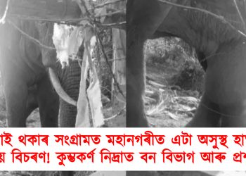 জীয়াই থকাৰ সংগ্ৰামত মহানগৰীত এটা অসুস্থ হাতীৰ অসহায় বিচৰণ! কুম্ভকৰ্ণ নিদ্ৰাত বন বিভাগ আৰু প্ৰশাসন