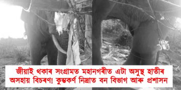 জীয়াই থকাৰ সংগ্ৰামত মহানগৰীত এটা অসুস্থ হাতীৰ অসহায় বিচৰণ! কুম্ভকৰ্ণ নিদ্ৰাত বন বিভাগ আৰু প্ৰশাসন