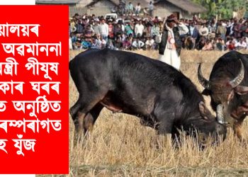ন্যায়ালয়ৰ নিৰ্দেশক অৱমাননা কৰি মন্ত্ৰী পীযূষ হাজৰিকাৰ ঘৰৰ সমুখতে অনুষ্ঠিত হ’ল পৰম্পৰাগত ম’হ যুঁজ