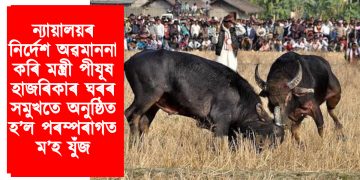 ন্যায়ালয়ৰ নিৰ্দেশক অৱমাননা কৰি মন্ত্ৰী পীযূষ হাজৰিকাৰ ঘৰৰ সমুখতে অনুষ্ঠিত হ’ল পৰম্পৰাগত ম’হ যুঁজ
