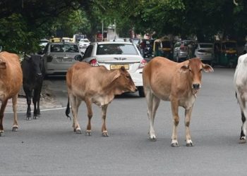 যোগী আদিত্যনাথৰ ৰাজ্যত দৈনিক ৫০ হাজাৰ গৰু বধ হোৱাৰ দাবী বিজেপি বিধায়কৰ! চৰকাৰৰ মৌনতাৰ অভিযোগ