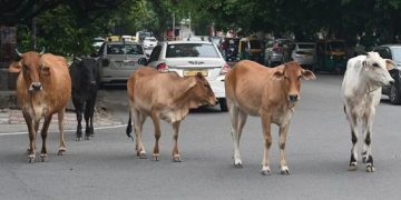 যোগী আদিত্যনাথৰ ৰাজ্যত দৈনিক ৫০ হাজাৰ গৰু বধ হোৱাৰ দাবী বিজেপি বিধায়কৰ! চৰকাৰৰ মৌনতাৰ অভিযোগ