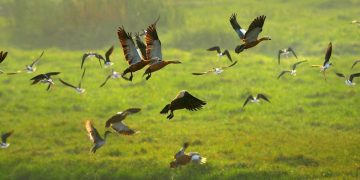 দীপৰ বিলত লিপিবদ্ধ ১০৫টা চৰাইৰ প্ৰজাতিঃ পক্ষীপিয়লত প্ৰকাশ তথ্য