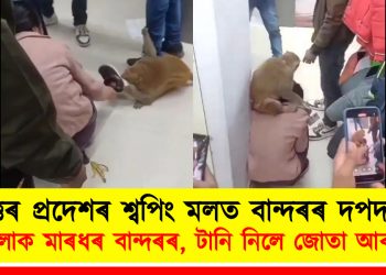উত্তৰ প্ৰদেশৰ শ্বপিং মলত বান্দৰৰ দপদপনি : মহিলাক মাৰধৰ বান্দৰৰ, টানি নিলে জোতা আৰু বেগ