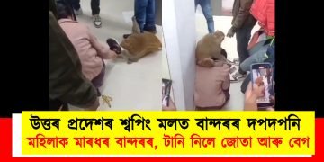 উত্তৰ প্ৰদেশৰ শ্বপিং মলত বান্দৰৰ দপদপনি : মহিলাক মাৰধৰ বান্দৰৰ, টানি নিলে জোতা আৰু বেগ