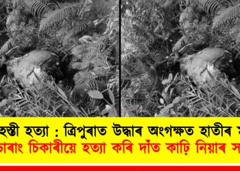 বন্যহস্তী হত্যা : ত্ৰিপুৰাত উদ্ধাৰ অংগক্ষত হাতীৰ মৃতদেহ