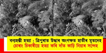 বন্যহস্তী হত্যা : ত্ৰিপুৰাত উদ্ধাৰ অংগক্ষত হাতীৰ মৃতদেহ