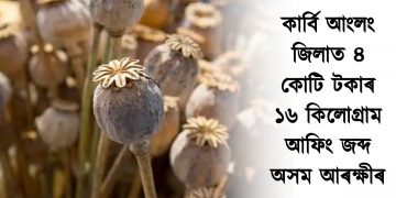 কাৰ্বি আংলং জিলাত ৪ কোটি টকাৰ ১৬ কিলোগ্ৰাম আফিং জব্দ অসম আৰক্ষীৰ