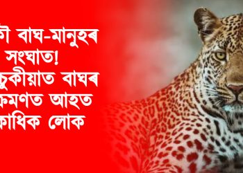 আকৌ বাঘ-মানুহৰ সংঘাত! তিনিচুকীয়াত বাঘৰ আক্ৰমণত আহত একাধিক লোক