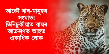আকৌ বাঘ-মানুহৰ সংঘাত! তিনিচুকীয়াত বাঘৰ আক্ৰমণত আহত একাধিক লোক