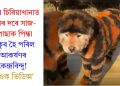 চীনৰ চিৰিয়াখানাত বাঘৰ দৰে সাজ-পোছাক পিন্ধা কুকুৰ হৈ পৰিল আকৰ্ষণৰ কেন্দ্ৰবিন্দু! চাওক ভিডিঅ’