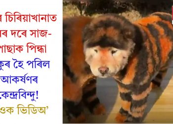 চীনৰ চিৰিয়াখানাত বাঘৰ দৰে সাজ-পোছাক পিন্ধা কুকুৰ হৈ পৰিল আকৰ্ষণৰ কেন্দ্ৰবিন্দু! চাওক ভিডিঅ’