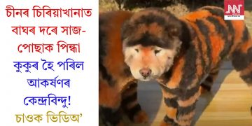 চীনৰ চিৰিয়াখানাত বাঘৰ দৰে সাজ-পোছাক পিন্ধা কুকুৰ হৈ পৰিল আকৰ্ষণৰ কেন্দ্ৰবিন্দু! চাওক ভিডিঅ’