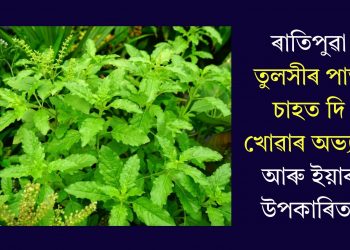 ৰাতিপুৱা তুলসীৰ পাত চাহত দি খোৱাৰ অভ্যাস আৰু ইয়াৰ উপকাৰিতা