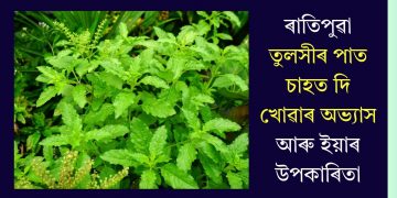 ৰাতিপুৱা তুলসীৰ পাত চাহত দি খোৱাৰ অভ্যাস আৰু ইয়াৰ উপকাৰিতা