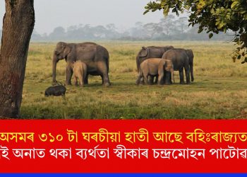 অসমৰ ৩১০ টা ঘৰচীয়া হাতী আছে বহিঃৰাজ্যতঃ  ঘূৰাই অনাত থকা ব্যৰ্থতা স্বীকাৰ চন্দ্ৰমোহন পাটোৱাৰীৰ
