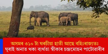 অসমৰ ৩১০ টা ঘৰচীয়া হাতী আছে বহিঃৰাজ্যতঃ  ঘূৰাই অনাত থকা ব্যৰ্থতা স্বীকাৰ চন্দ্ৰমোহন পাটোৱাৰীৰ