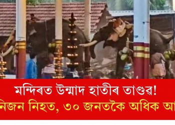 মন্দিৰত উন্মাদ হাতীৰ তাণ্ডৱ! তিনিজন নিহত, ৩০ জনতকৈ অধিক আহত