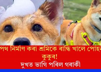 ঘাইপথ নিৰ্মাণ কৰা শ্ৰমিকে ৰান্ধি খালে পোহনীয়া কুকুৰ! দুখত ভাগি পৰিল গৰাকী