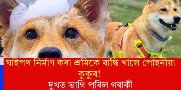 ঘাইপথ নিৰ্মাণ কৰা শ্ৰমিকে ৰান্ধি খালে পোহনীয়া কুকুৰ! দুখত ভাগি পৰিল গৰাকী