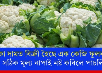 ১টকা দামত বিক্ৰী হৈছে এক কেজি ফুলকবি! সঠিক মূল্য নাপাই নষ্ট কৰিলে পাচলি