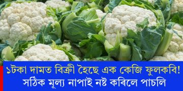 ১টকা দামত বিক্ৰী হৈছে এক কেজি ফুলকবি! সঠিক মূল্য নাপাই নষ্ট কৰিলে পাচলি