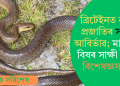 ব্ৰিটেইনত নতুন প্ৰজাতিৰ সাপৰ আবিৰ্ভাৱ; মাৰাত্মক বিষৰ সাক্ষী হৈছে বিশেষজ্ঞসকল